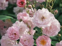 -杭州观成实验学校