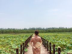 -西青郊野公园
