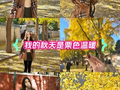-三里屯东五街银杏大道