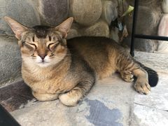 -喵屿·大理花园猫咖