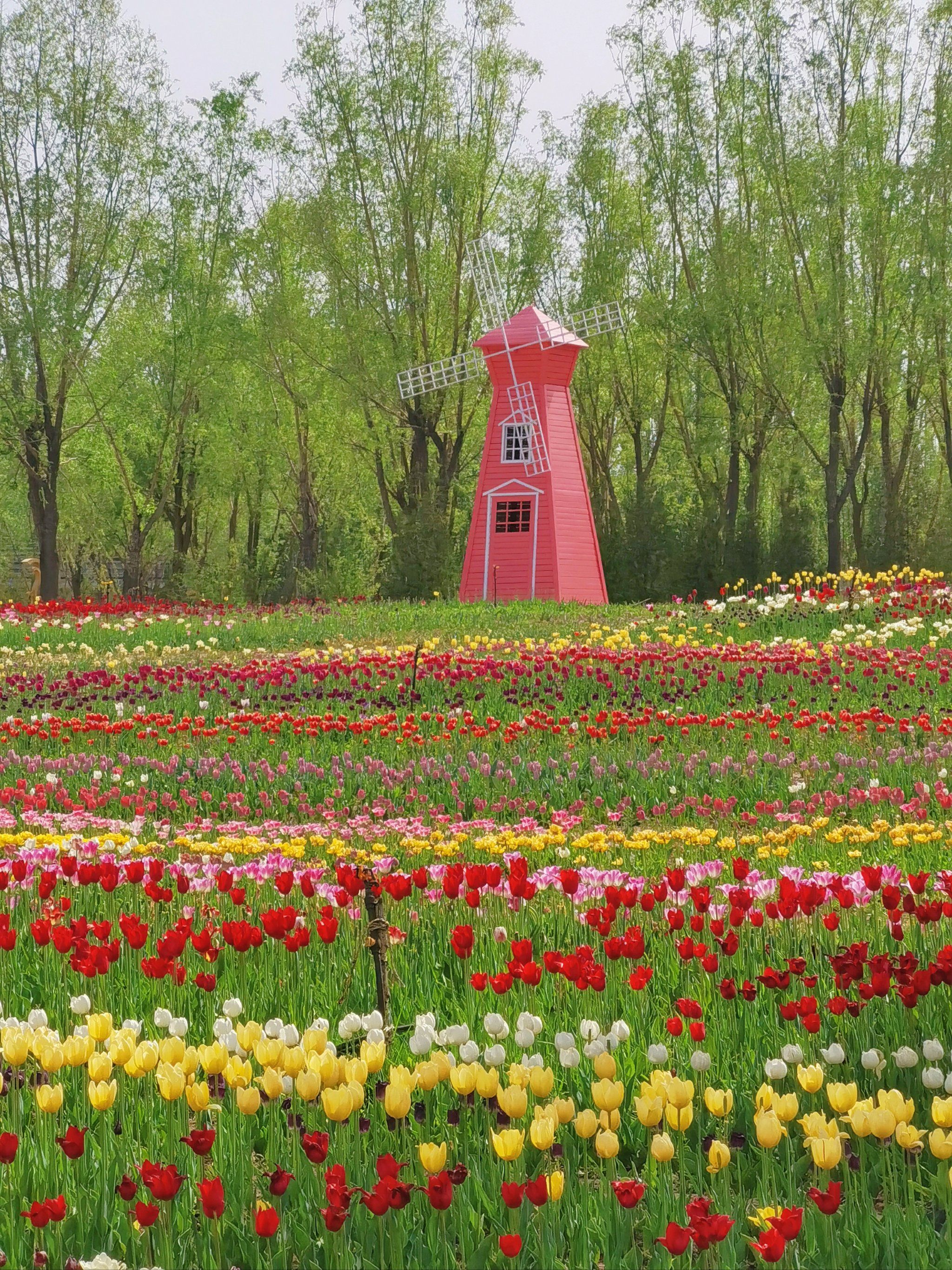 公园赏花浪漫之旅 #又到了赏花拍照的季节 #享受春日美景 #公园 #不