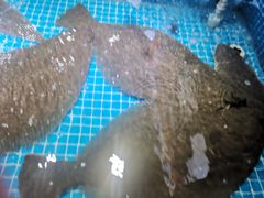 -羊汤研究所(茶苑海口路店)