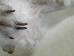 -FAELING PETS美天灵宠物(富力广场店)