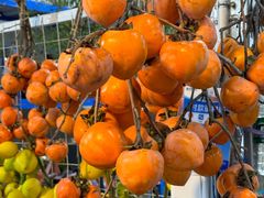 -三圣花乡旅游区