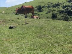 -大姆山草场