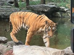 -北京野生动物园