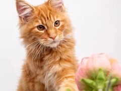 -猫十亿·布偶金渐层·曼基康矮脚猫舍(青年路店)