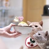 Butter一岁了，过生日有肉饼吃，蓝猫也蹭到吃了
