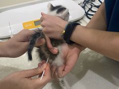 -佩兹宠物医院肿瘤专科·眼科·牙科(黄浦店)