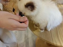 -楼上猫咖(罗湖店)