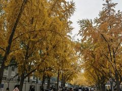 -三里屯东五街银杏大道