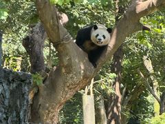 -都江堰中华大熊猫苑