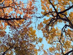 -五营红松林海景区