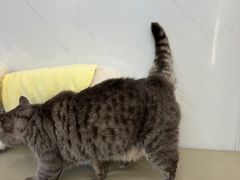 -瑞派康怡24h宠物医院·犬猫医疗中心·微创绝育(瑞景分院)