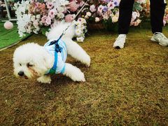 -春花秋色城市公园