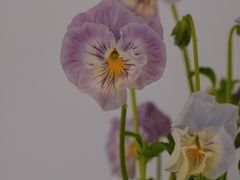 -洪小鹏生活美学馆(领SHOW天地店)