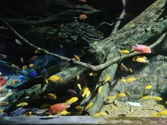 -暹罗海洋世界