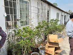 -苏州市吴中区光福窑上花果蜜饯厂