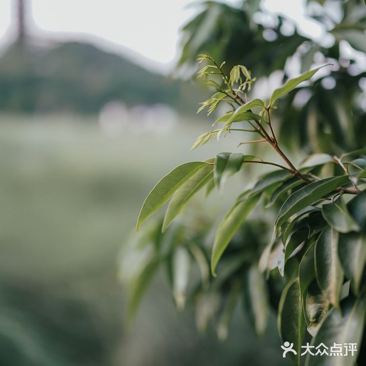 【深圳】初秋出游,千万不要错过红花山的超美粉黛