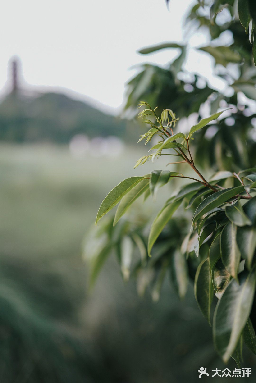 【深圳】初秋出游，千万不要错过红花山的超美粉黛