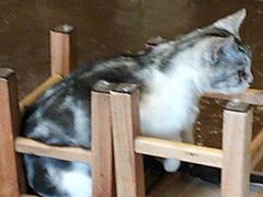 -猫猫幼稚园·撸猫·桌游·电玩