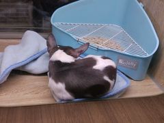 -藦茜花园宠物主题亲子互动体验馆(国顺东路店)