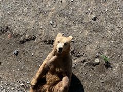 -新疆天山野生动物园