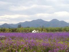 -北京东方普罗旺斯薰衣草庄园