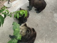 -深圳野生动物园