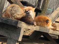 -宫城藏王狐狸村