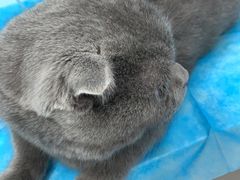 -纳吉亚猫专科动物诊疗中心(蒋宅口分院)