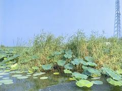 -白洋淀景区
