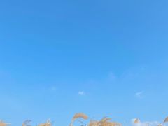 -宁波杭州湾国家湿地公园