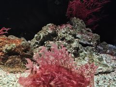 -暹罗海洋世界