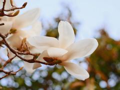 -商丘市人民公园