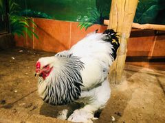 -萌宠奇缘