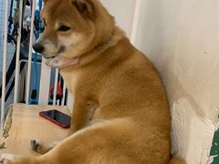 -是阿柴呀！柴犬咖啡·爱喵喵猫咖