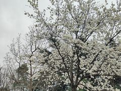 -鸡鸣汤包(红山动物园店)