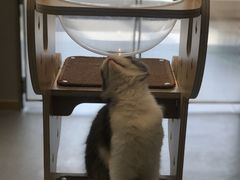 -飞行喵MR PILOT|猫舍·猫咖(静安大融城店)