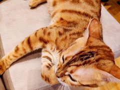 -啵啵喵·猫咖(攀华国际店)