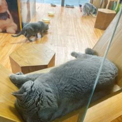 -未来动物城主题公园(正弘城店)