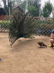 -萌宠亲子动物乐园(槐房万达店)