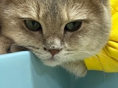 -屋虎猫馆(宝安大仟里店)