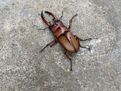 -原山国家森林公园