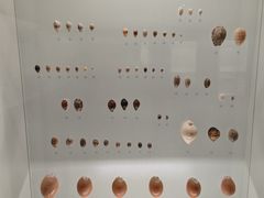 -青岛贝壳博物馆