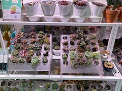 -KKV(上海月星环球港店)