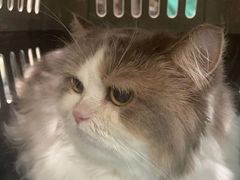 -瑞派宠物医院·犬猫全科·猫友好(宾水西道店)