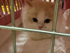 -瑞派名望24h动物医院异宠专科·猫专科·骨科·重症监护分院