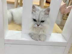 -李小姐の猫咖啡馆(五角场店)
