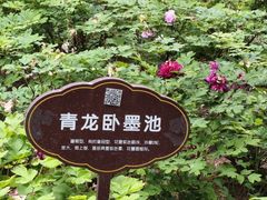 -洛阳市牡丹公园